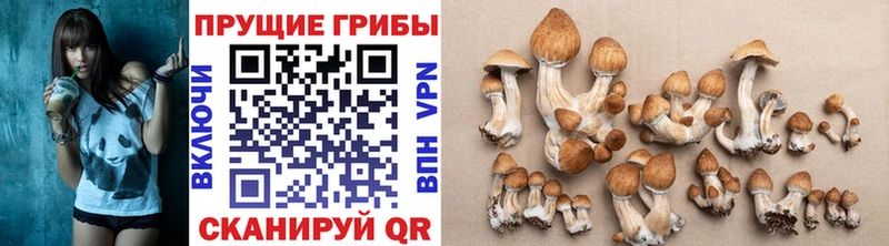 где продают   Полесск  Псилоцибиновые грибы мухоморы 